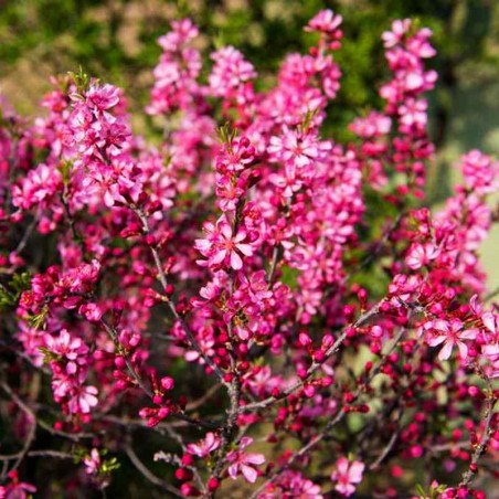 Розового дерева (палисандра) эфирное масло