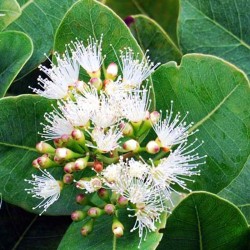 Бея эфирное масло