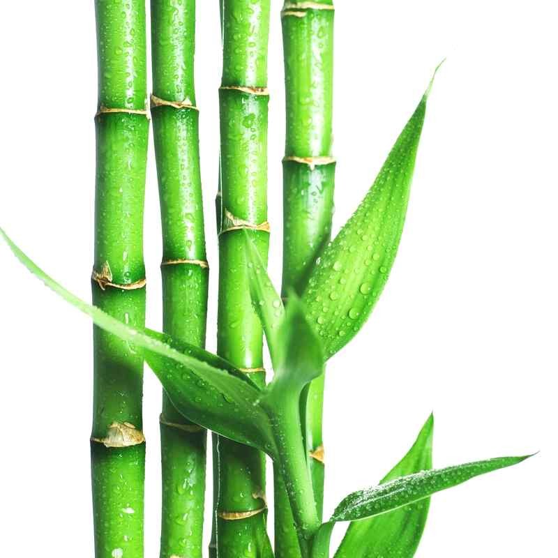 Бамбука экстракт-концентрат