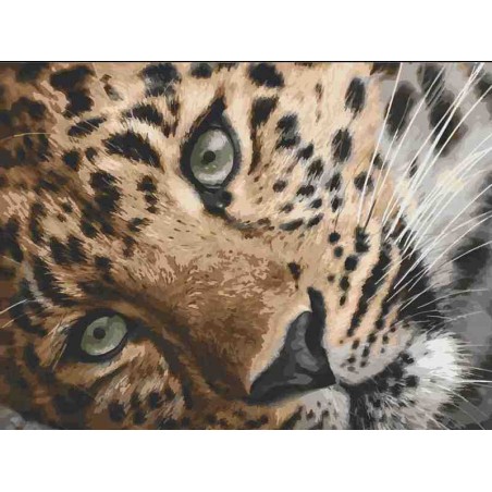 Леопард. 11635-AC Картина по номерам