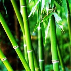 Бамбук віддушка