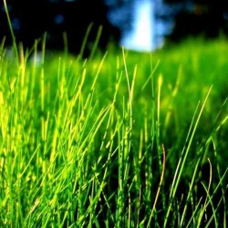 Зелена трава віддушка