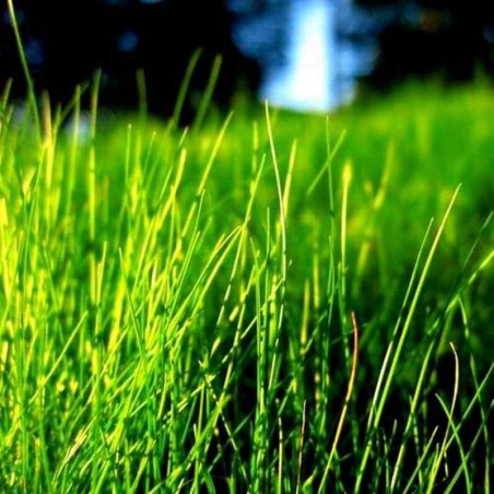 Зеленая трава отдушка